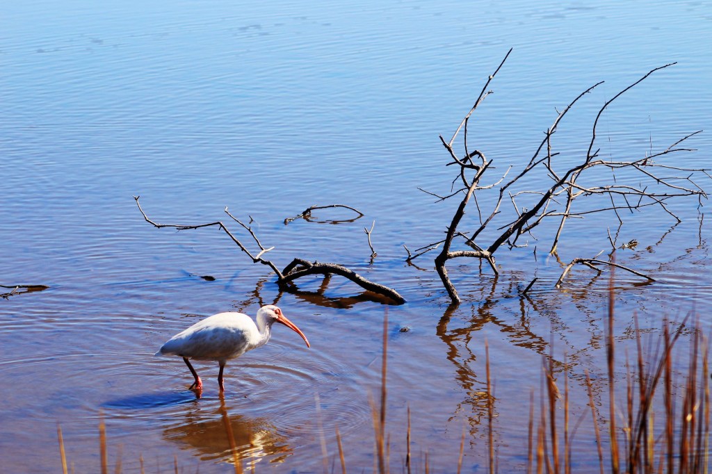 Clear water at the beach